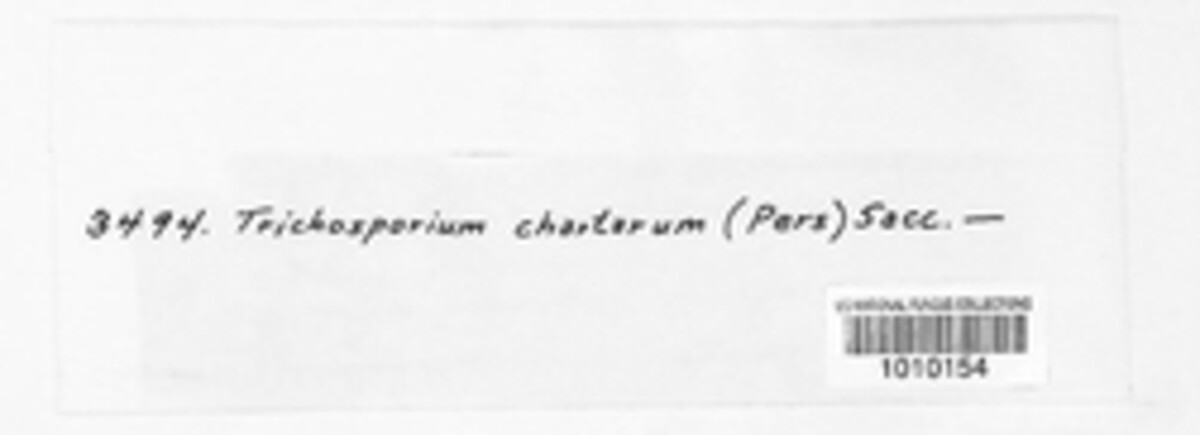 Trichosporum chartaceum image